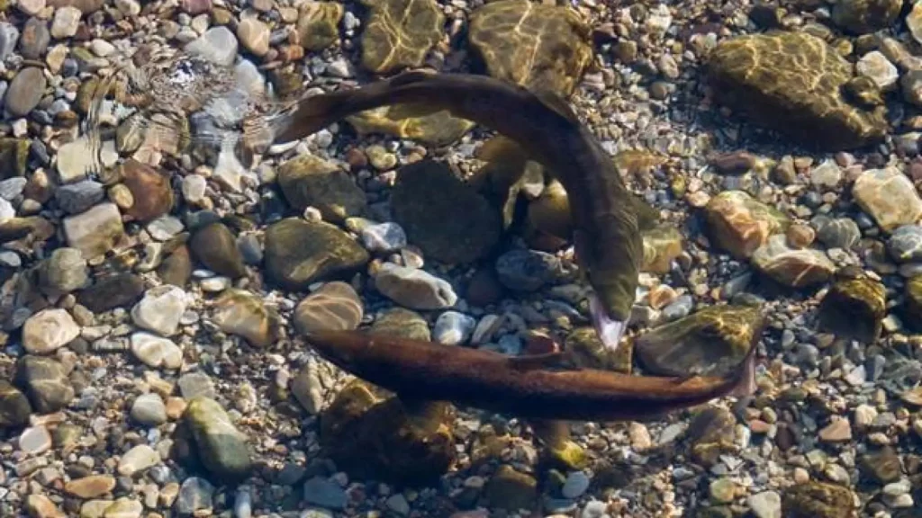 Salmones nadan bajo “drogas invisibles” en ríos y lagos