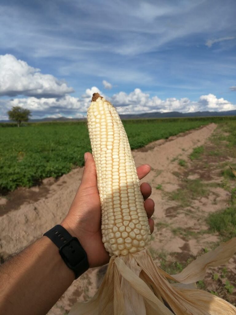 Semillas transnacionales dominan el mercado; productores pagan hasta el doble