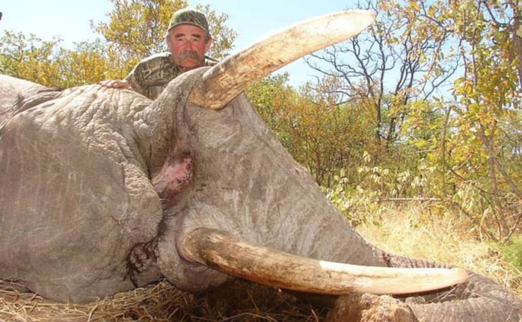 Cazador millonario muere aplastado por elefantes en África; protegían a su cría