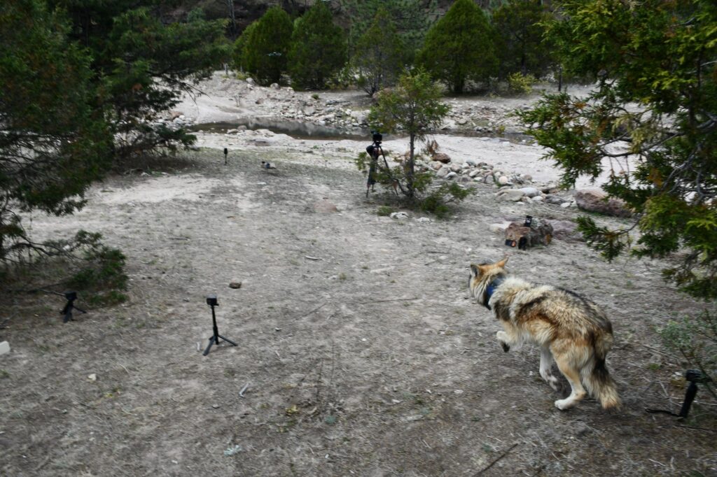Regresa el lobo mexicano a Durango tras 50 años; liberan primera manada en su hábitat