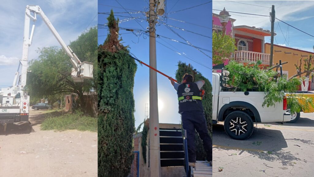 Previenen Riesgos; con Poda de Árboles Directos a Cables de Luz