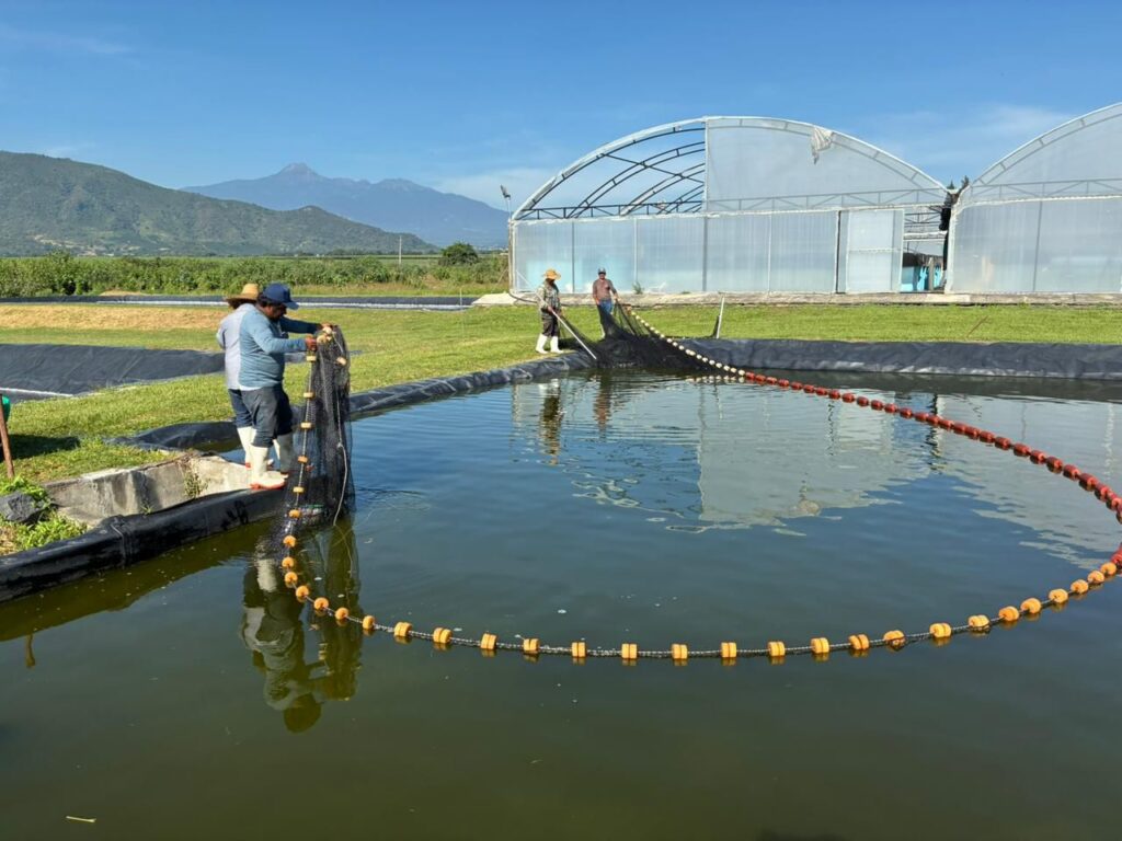 Certifican cuatro unidades acuícolas en Jalisco para fortalecer sanidad e inocuidad en la producción de peces