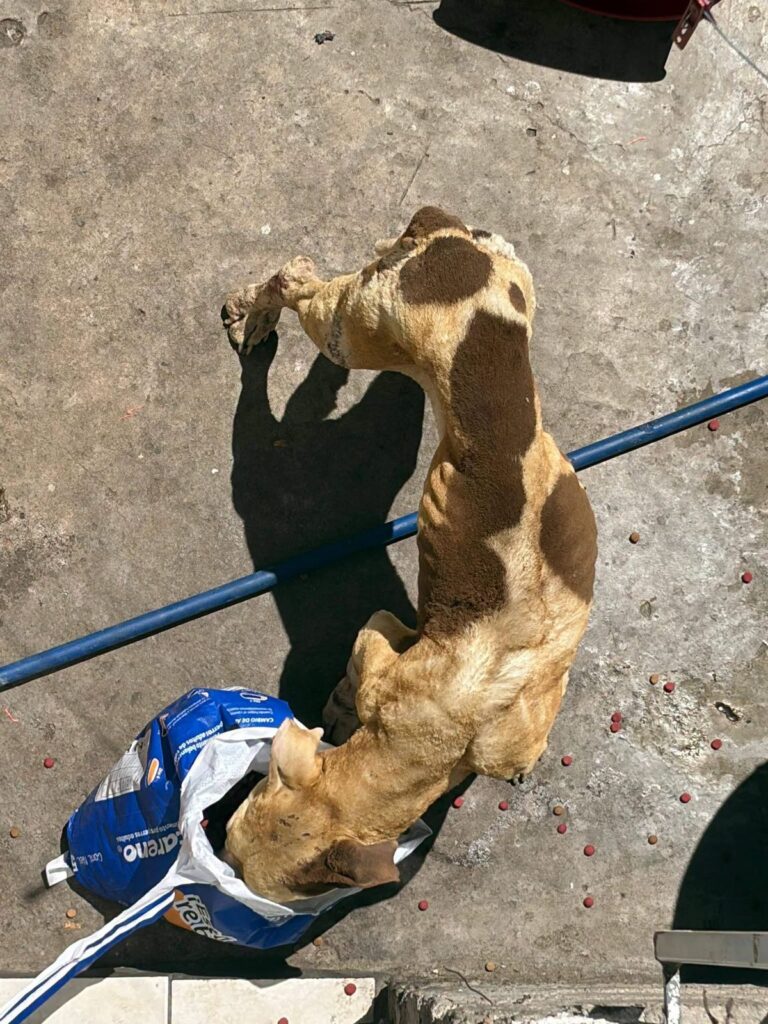Piden ayuda urgente para rescatar a un animal en situación crítica en Parral