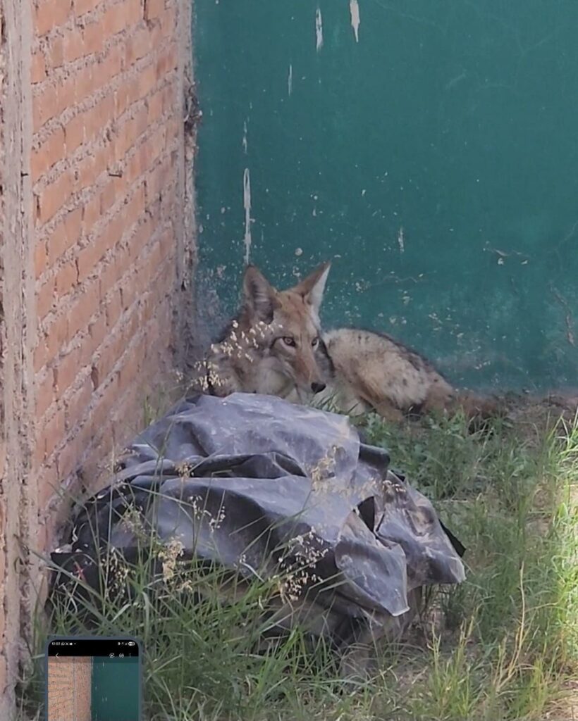 Rescatan a coyote, policía ambiental actúa y traslada ejemplar para valoración y liberación.