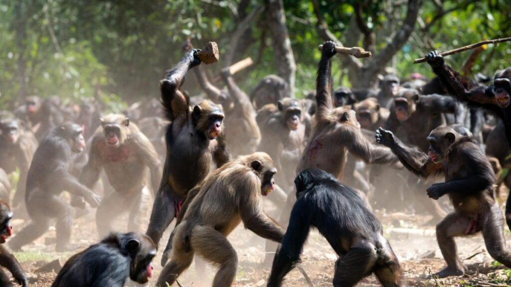 Chimpancés en “Guerra Civil”: Se violentan entre ellos