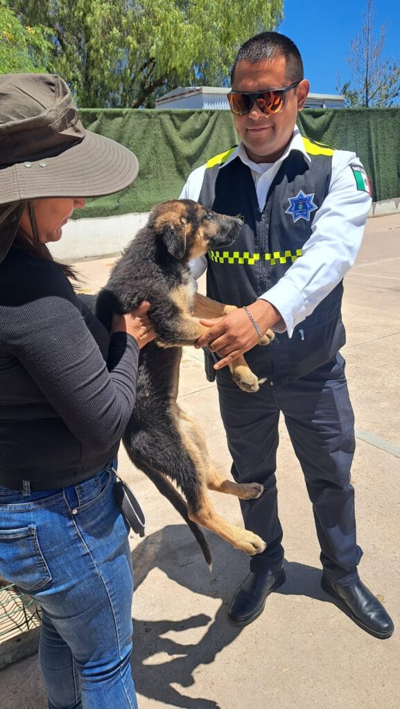 La policía preventiva rescata a cinco cachorros abandonados y les encuentra casa nueva