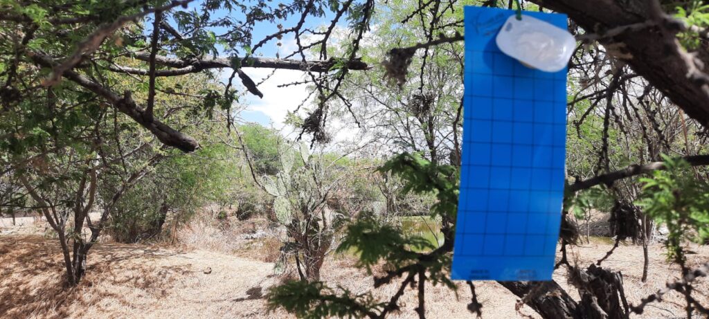 Jalisco refuerza vigilancia contra el gusano barrenador con sistema de trampeo en nueve municipios