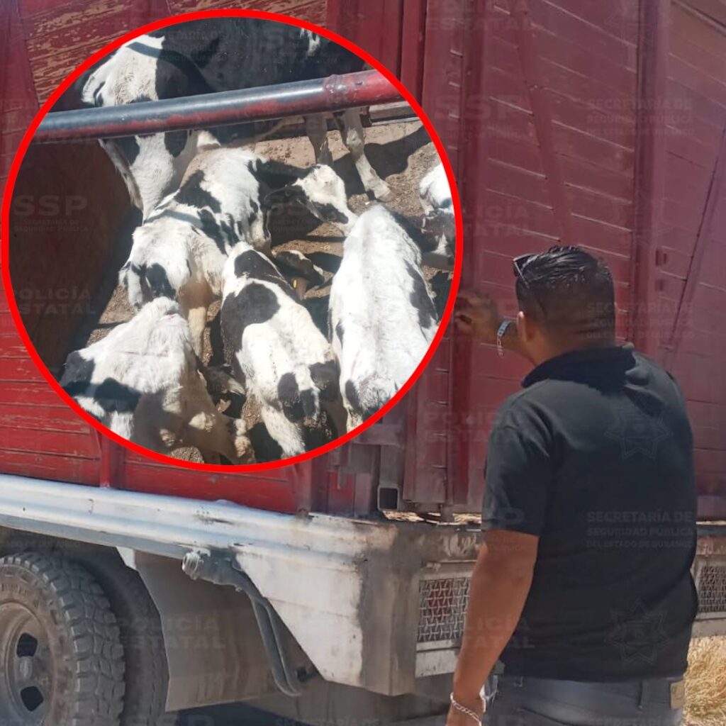 Operativo Dragón detiene a individuo con ganado ilegal y un becerro sin vida