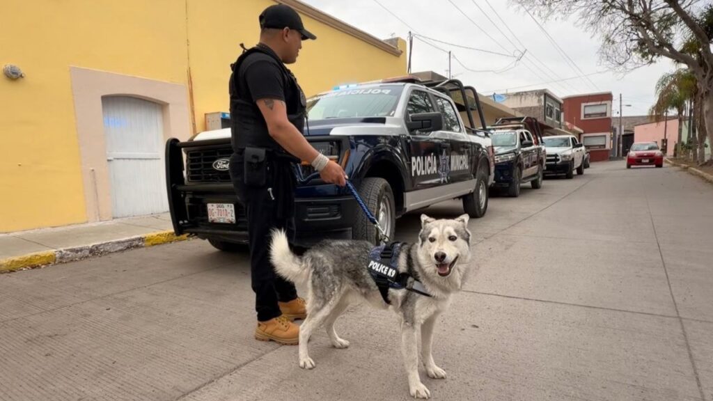 Luego de su rescate; ahora es un perro policía en Nombre de Dios
