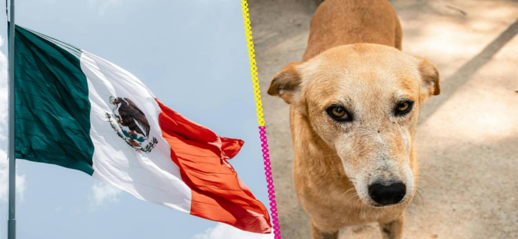 El “perro Caramelo” ya es símbolo canino en México