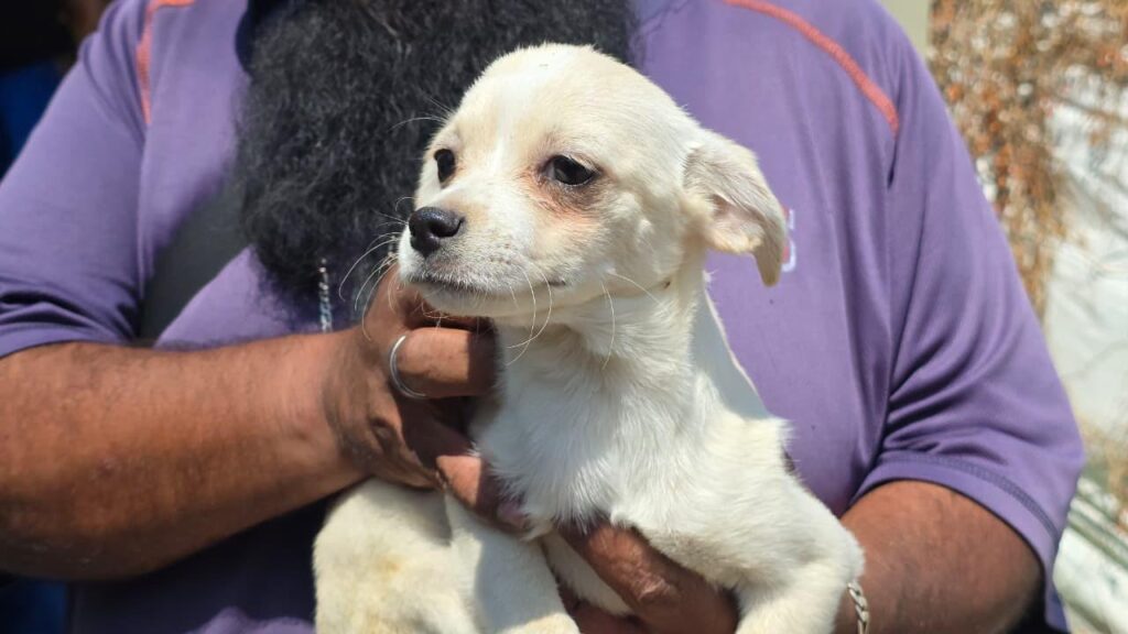 Tlaquepaque promueve la adopción responsable de perros y gatos rescatados