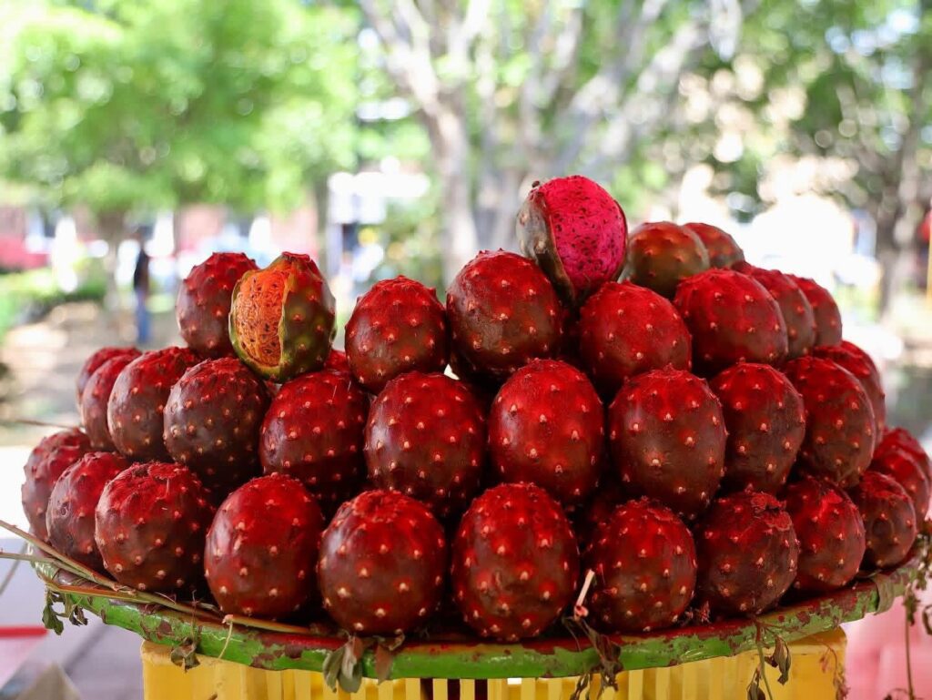 La pitaya, el fruto que da identidad, tradición y sabor a Jalisco