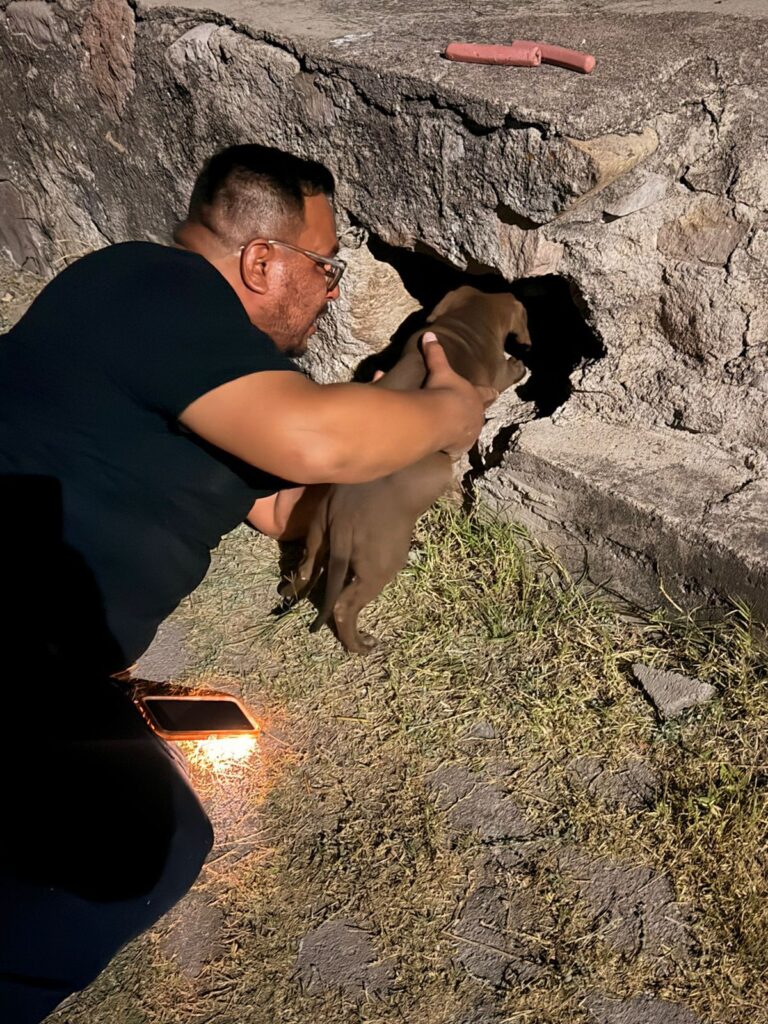 Operativo Dragón rescata a dos cachorritos atrapados en el drenaje