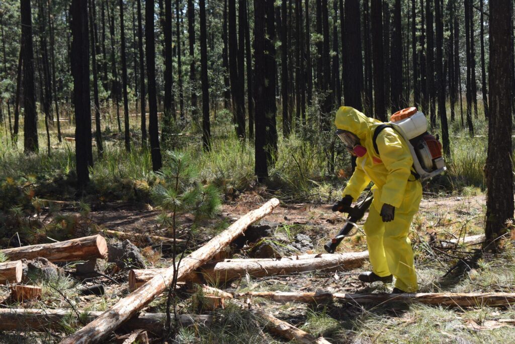 Durango refuerza combate a plaga descortezador; más de 2,900 ha de bosques afectadas
