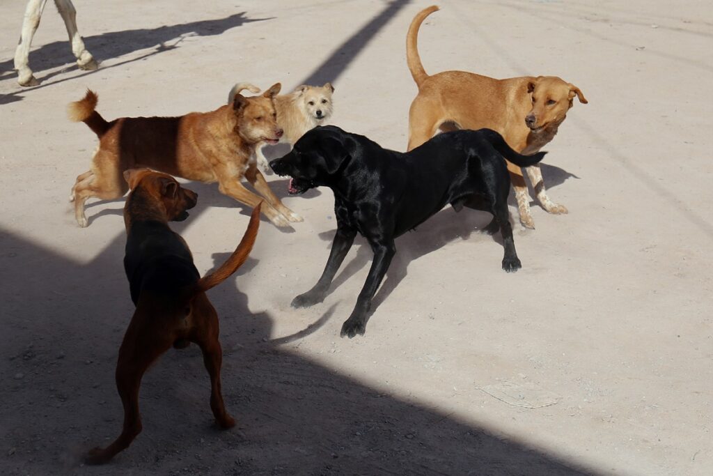 ¡Refugio animal de Nuevo Ideal llega al límite!; ya no recibirán más perros abandonados