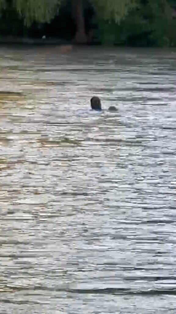 Alcoholizado trató de cruzar el río y se lo llevó la corriente (video)