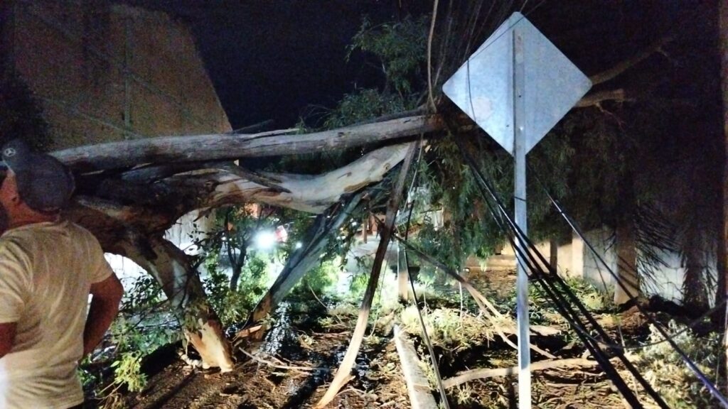 Enorme árbol cayó sobre cables en fraccionamiento y provocó prolongado apagón