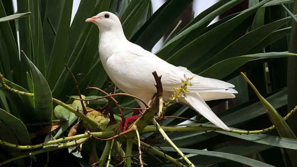 ¿Qué significa ver una paloma blanca? Este es el mensaje espiritual detrás de su aparición