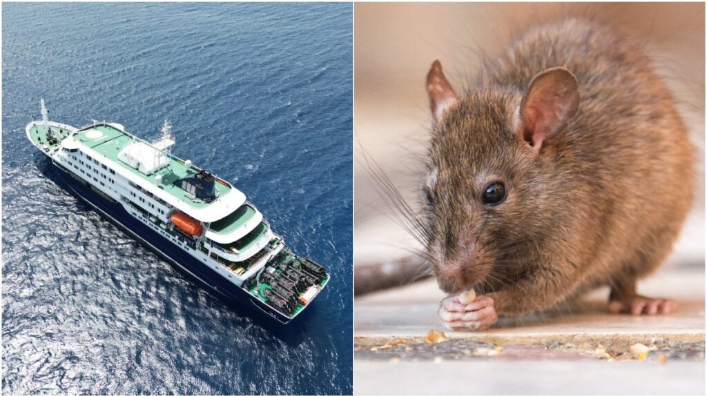 OMS advierte posible aumento de casos de hantavirus tras brote en crucero del Atlántico