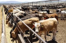 ¡Buenas noticias para ganaderos! Abren registro para maíz molido en Tepehuanes