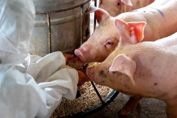 México suspende importaciones porcinas de EEUU por brotes de pseudorrabia