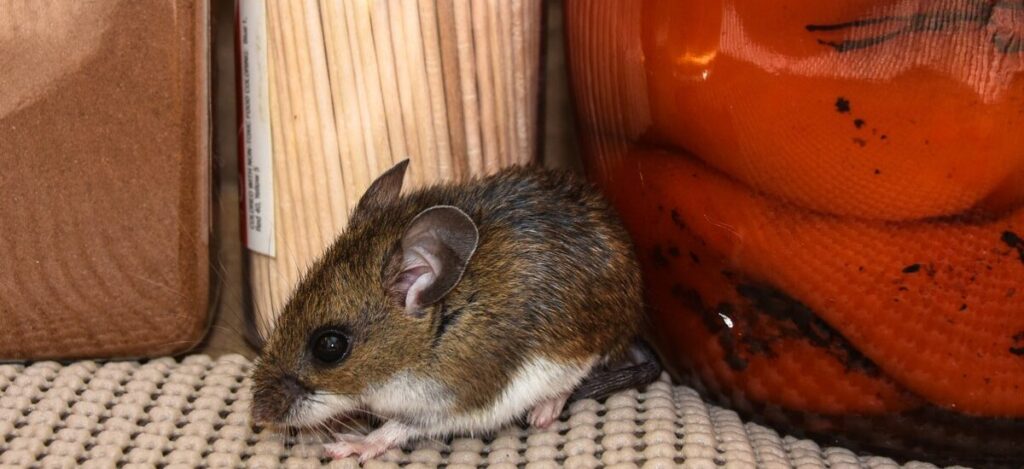 Hantavirus: qué es, cómo se transmite y por qué preocupa a autoridades sanitarias