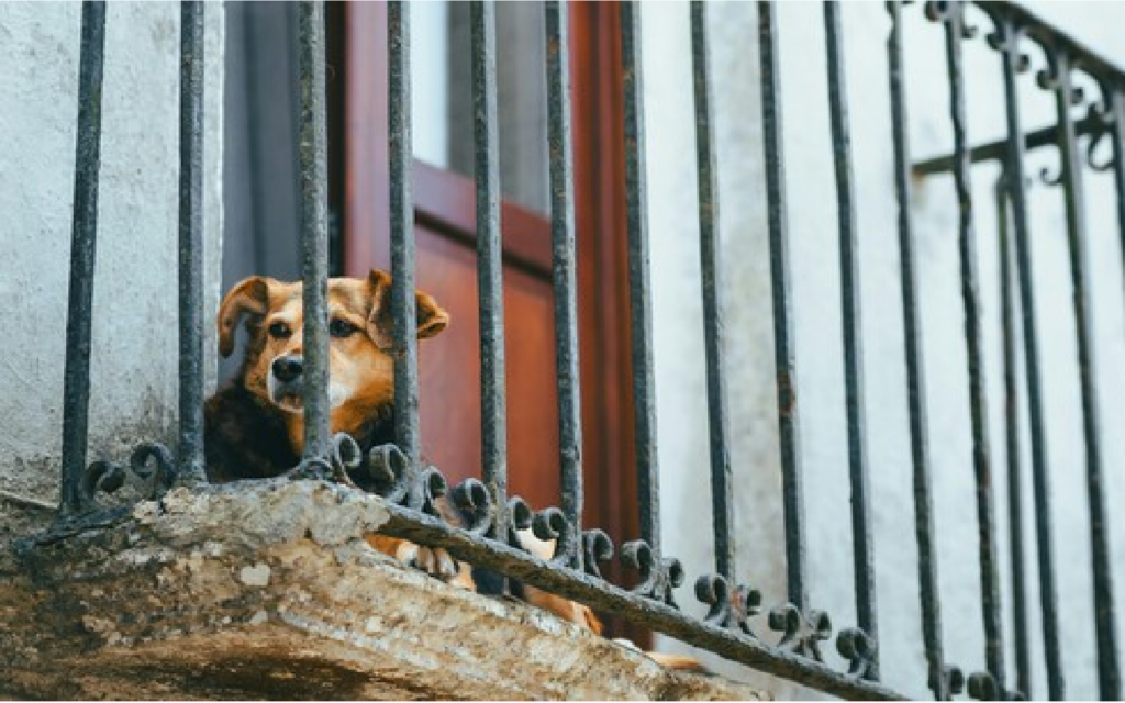 Ley de Bienestar Animal prohíbe mascotas en balcones