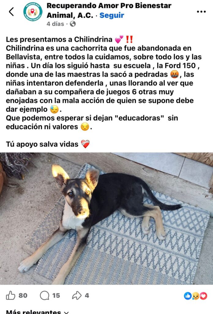 Maestra agrede a pedradas a perrita frente a alumnos; buscan hogar para “Chilindrina”
