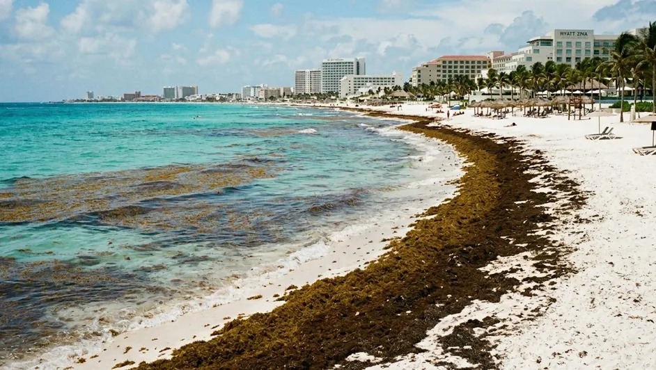 Temporada de sargazo en México: ¿Qué playas se verán más afectadas?