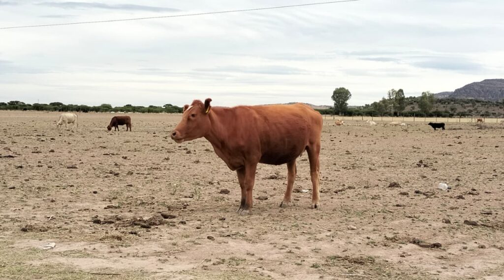 Mortandad de ganado cayó de 120 mil a mil 300 cabezas en Durango