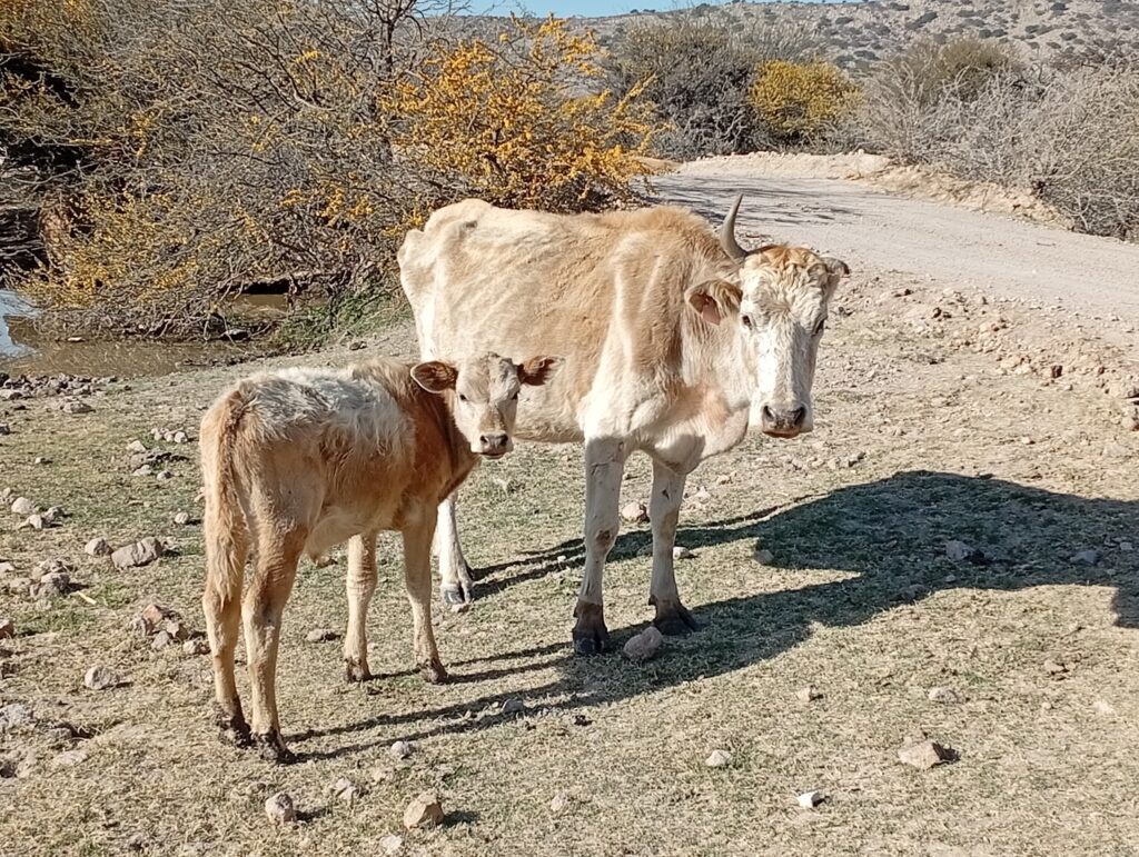 Sector ganadero en alerta por gusano barrenador: una herida puede volverse gusanera