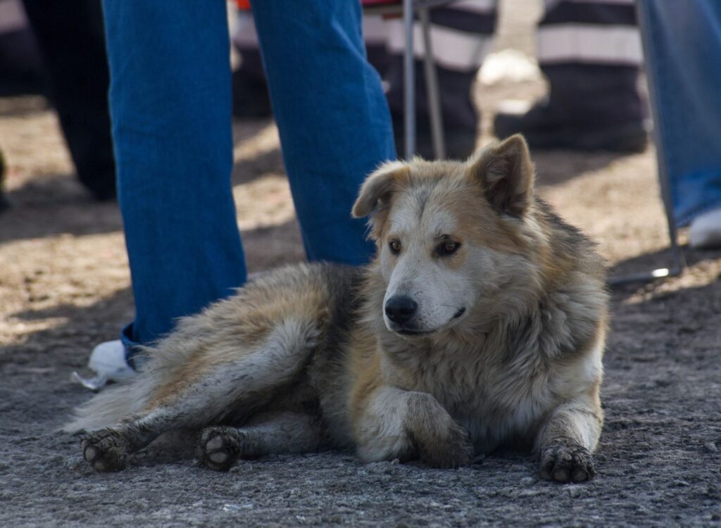Proponen quitar licencia a conductores que huyan tras atropellar animales
