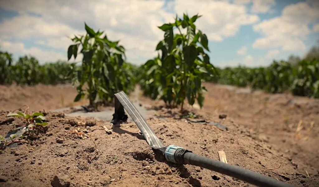 Riego por goteo podría ahorrar hasta 85% de agua en el campo duranguense