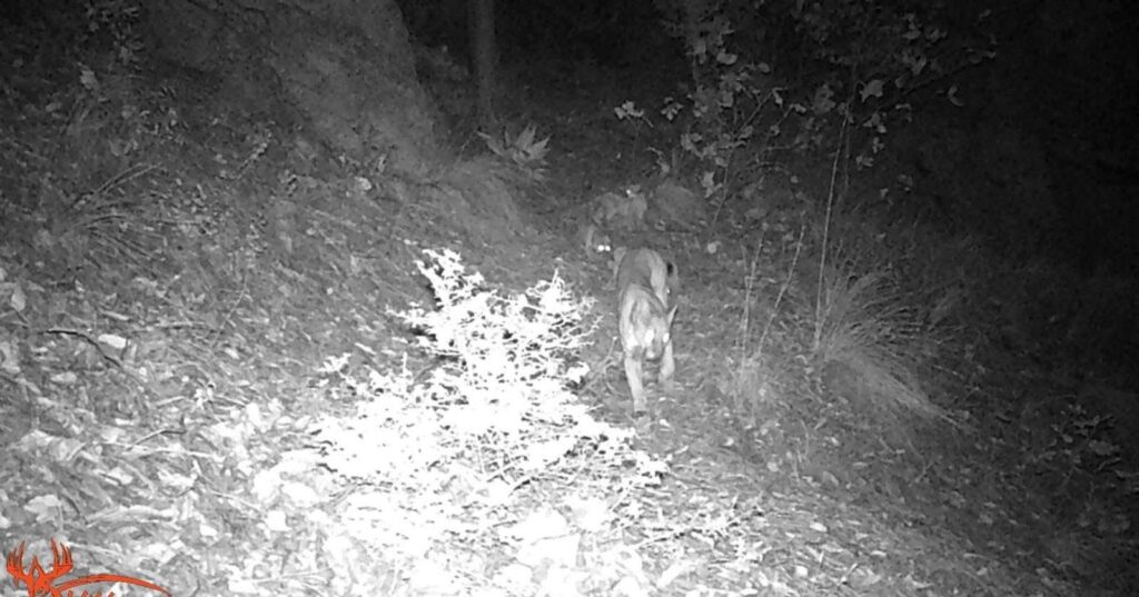 Logran captar imagen de jaguar en la sierra de Guachochi; llaman a proteger los bosques