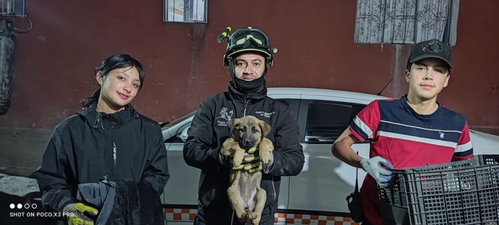 Buscan hogar para perritos rescatados