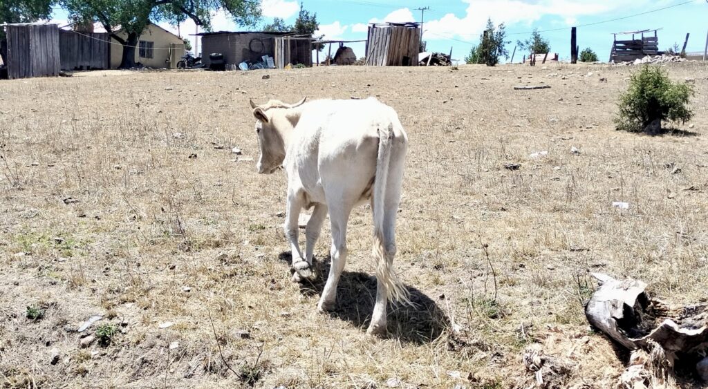 El Niño pone a Durango en foco amarillo por riesgo de sequía: Villegas