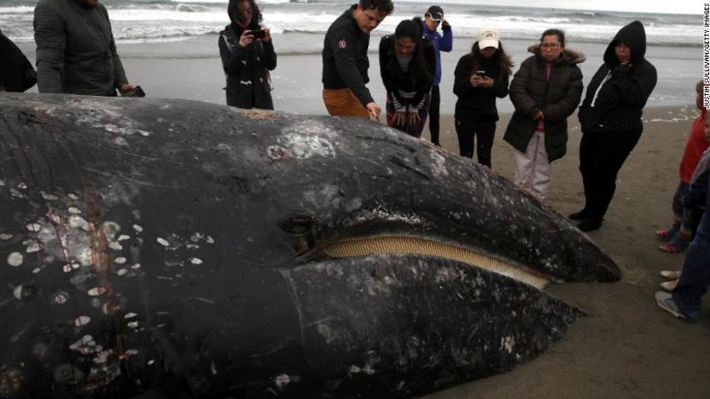 ¿Por qué están muriendo tantas ballenas grises?