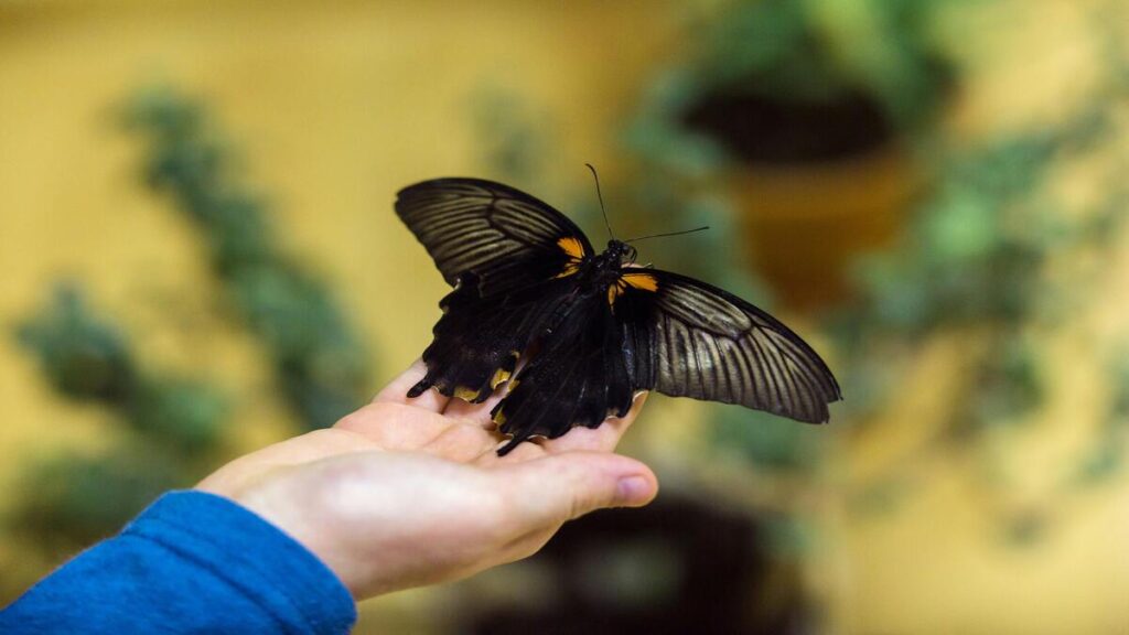 Mariposas negras: el misterioso significado espiritual detrás de su aparición