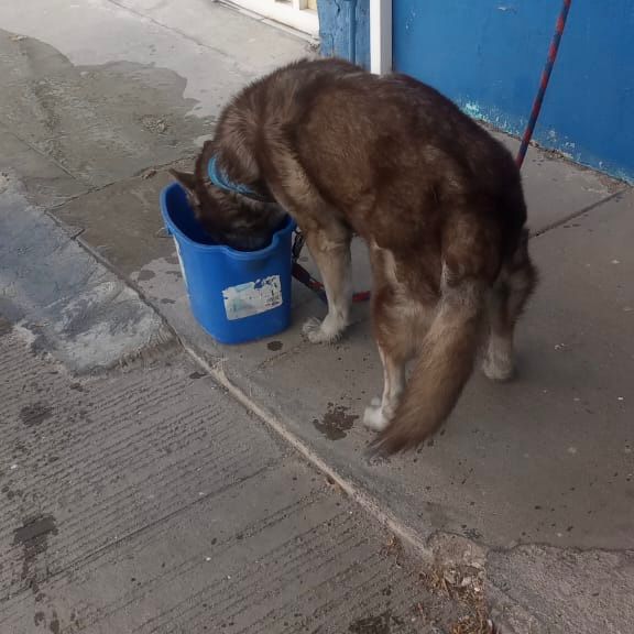 Bomberos atienden a dos mujeres y rescatan a un perrito de incendio en casa