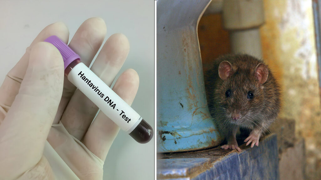 Evacúan a más de 90 personas del crucero MV Hondius tras brote de hantavirus