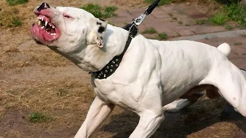 Perro Pitbull mordió a cuatro miembros de la familia; una adulta, dos adolescentes y una niña