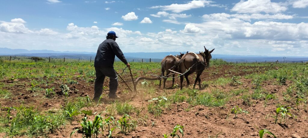 El Niño 2026 amenaza al campo de Durango: lluvias bien para siembra, irregulares en floración