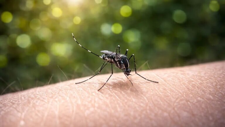 Cómo evitar que tu casa se convierta en criadero de mosquitos en temporada de lluvias