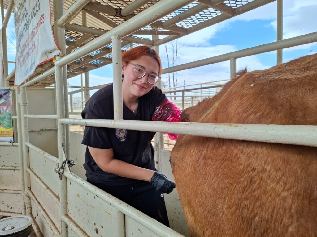 Alerta veterinaria: falsos tratamientos pueden agravar riesgo de gusano barrenador
