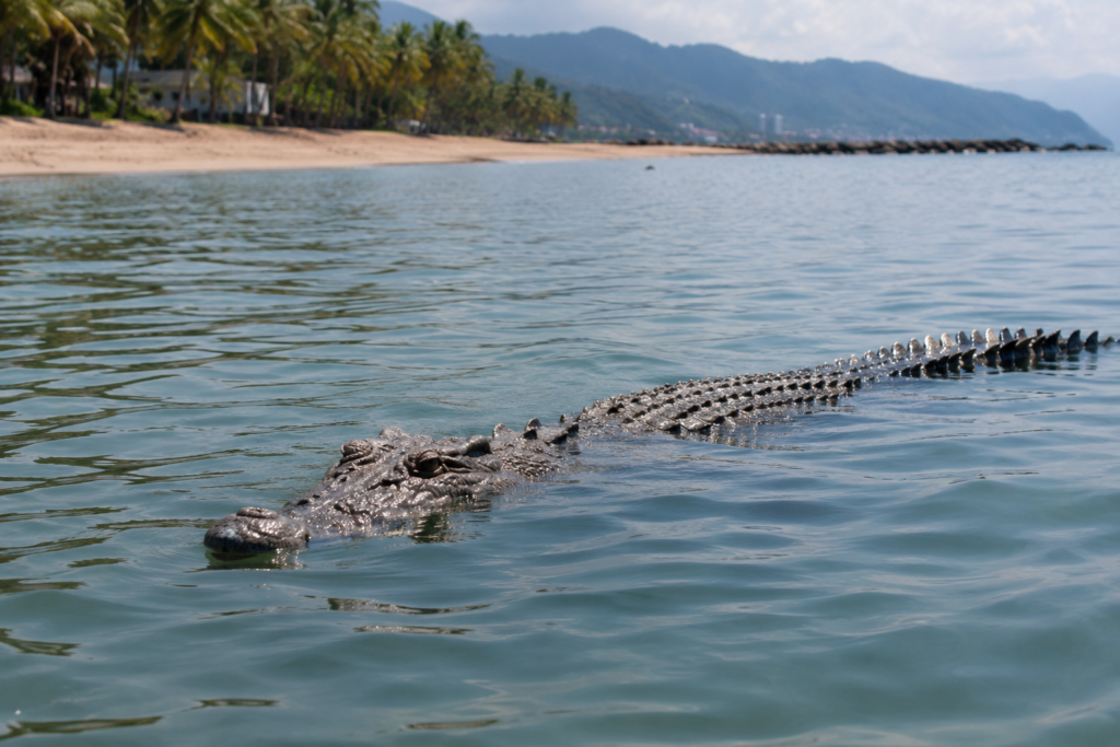 Refuerza Jalisco vigilancia y prevención tras incidente con cocodrilo en Puerto Vallarta