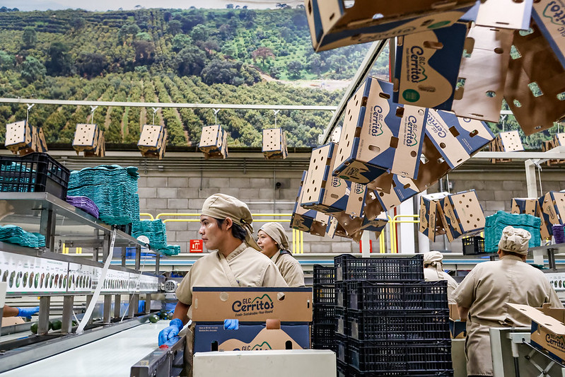 Jalisco buscará romper el Récord Guinness del Guacamole Más Grande del Mundo