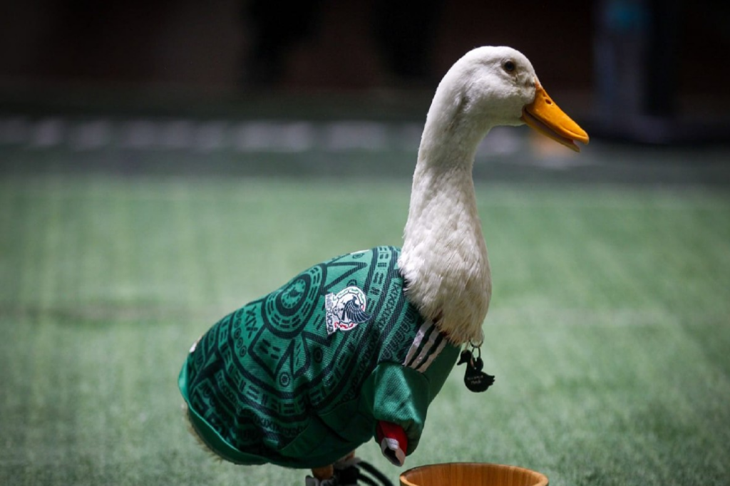 ¿Quieres un pato como Merlín? Expertos explican por qué no es buena idea