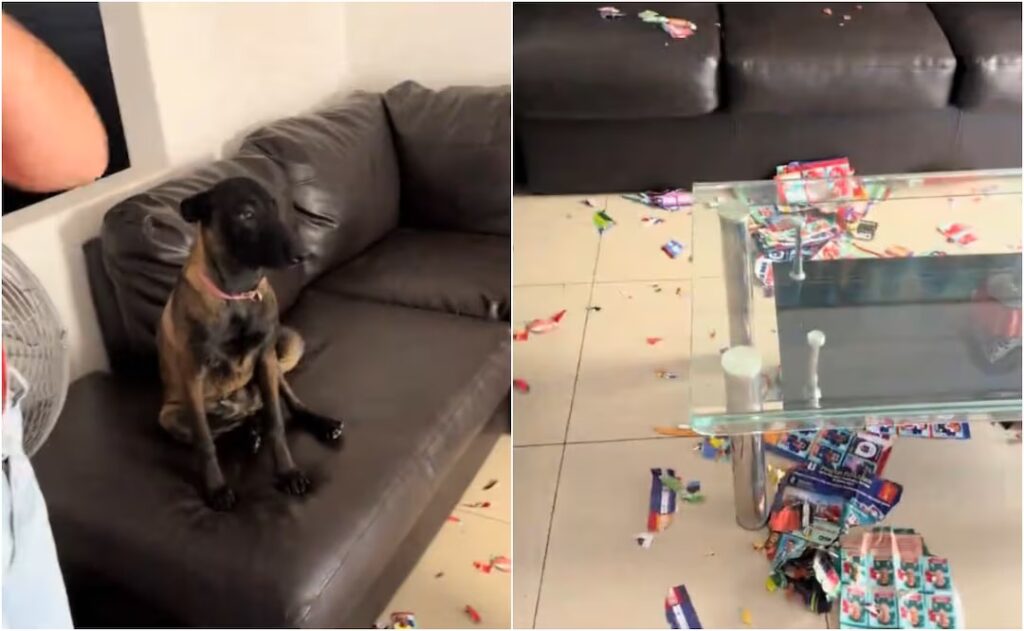 VIDEO: Perrito destruye álbum Panini del Mundial 2026 y conquista las redes