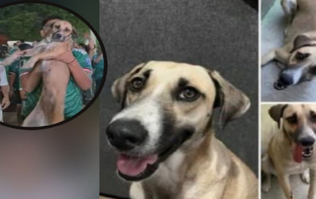 Perrita perdida hace un mes es hallada durante festejos del triunfo de México