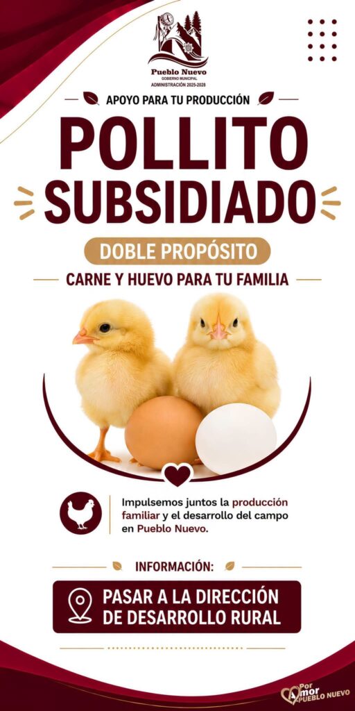 Invitan a programa de pollito subsidiado